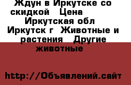 Ждун в Иркутске со скидкой › Цена ­ 1 990 - Иркутская обл., Иркутск г. Животные и растения » Другие животные   